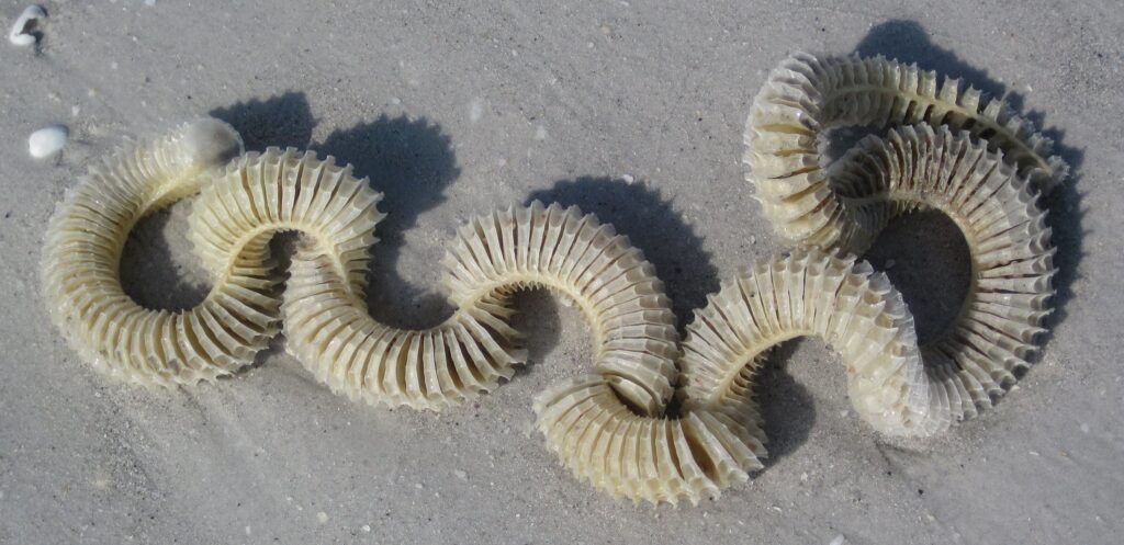 What is the “strange, spiral-shaped material” that appears to be washing up on Florida beaches?