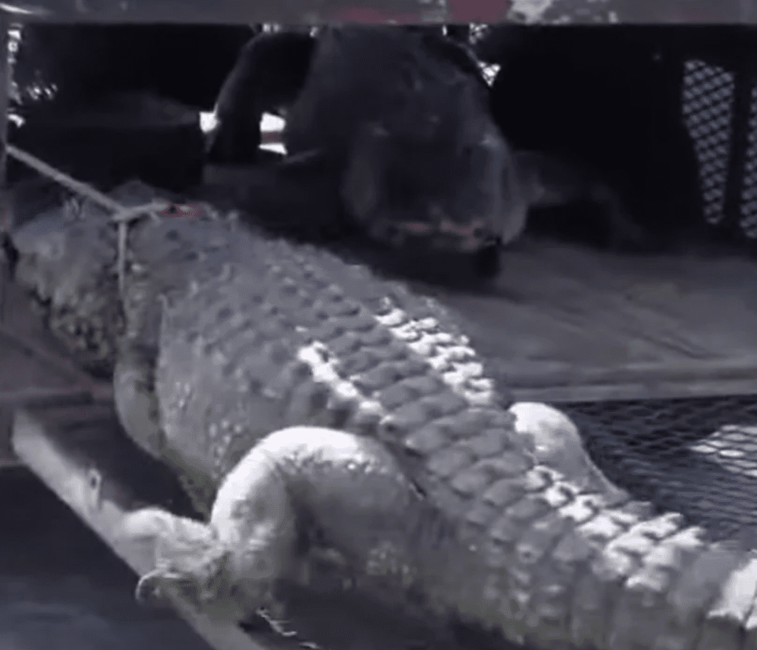 Naples man runs over 11-foot alligator after finding it dragging his ...